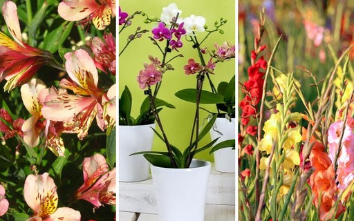 Jardim colorido: 8 flores com boa oferta para comprar em agosto - Casa e  Jardim | Flores