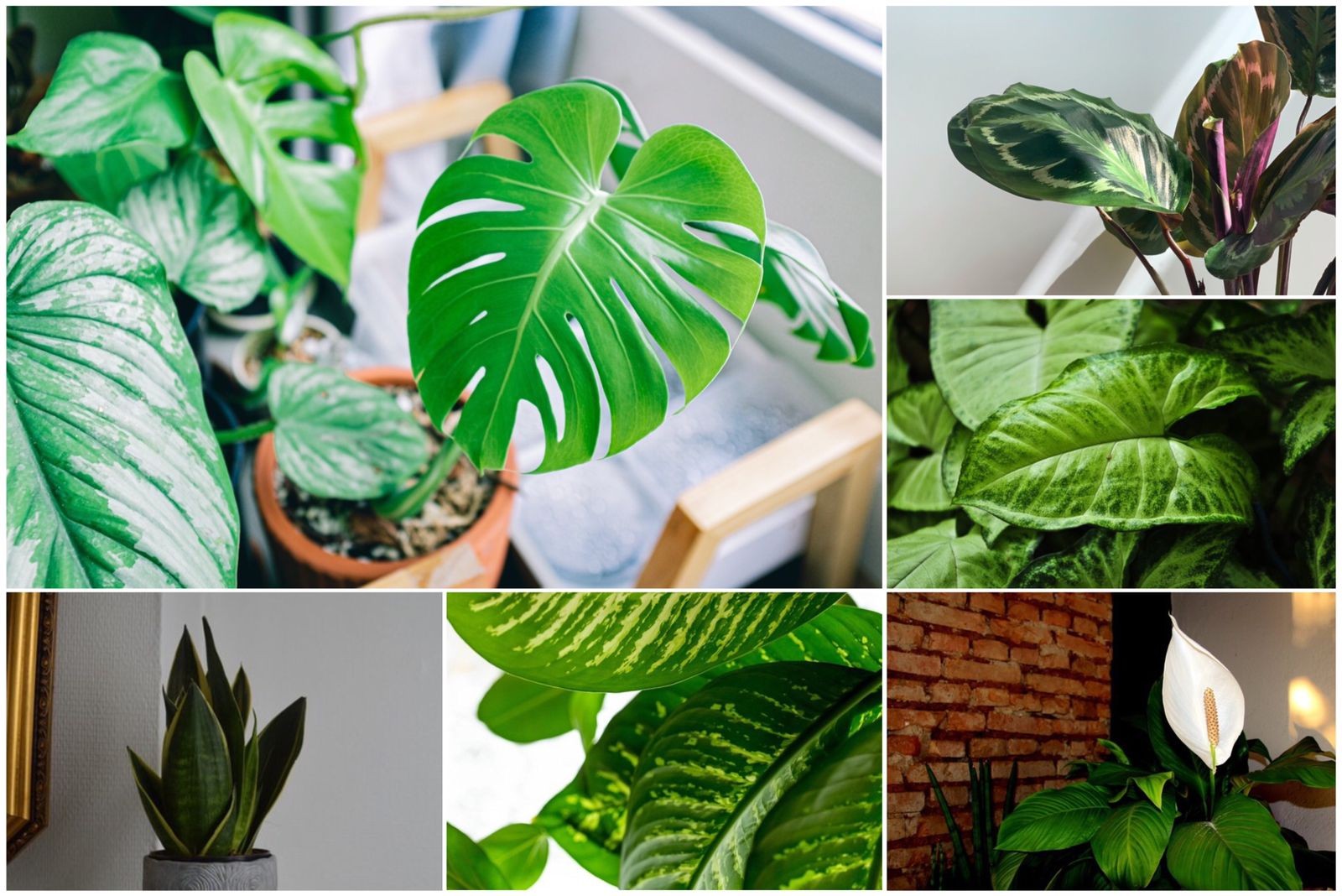 8 plantas capazes de sobreviver até no local mais escuro da casa