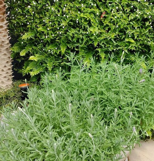 O véu-de-noiva no jardim vertical e a lavanda são duas das espécies favoritas da atriz Claudia Raia em seu jardim (Foto: Instagram/Reprodução)