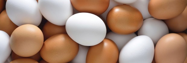 A única coisa que a cor da casca do ovo indica é a cor das penas da ave  (Foto: Think Stock)