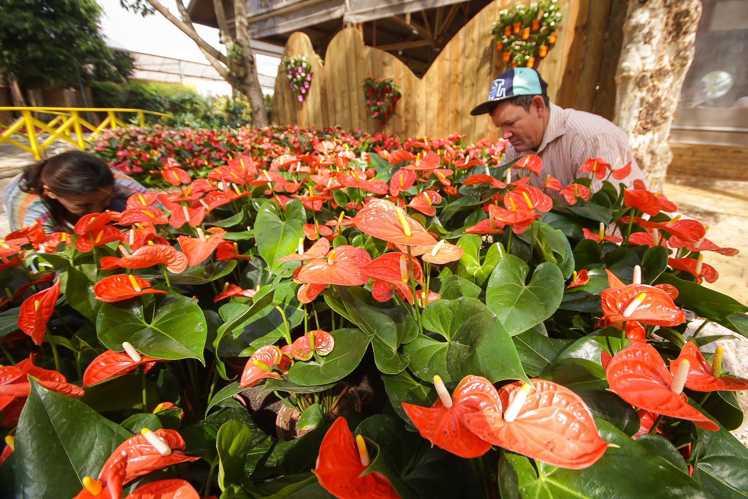 Feira de flores em Holambra apresenta as novidades da floricultura e paisagismo (Foto: Getty Images)