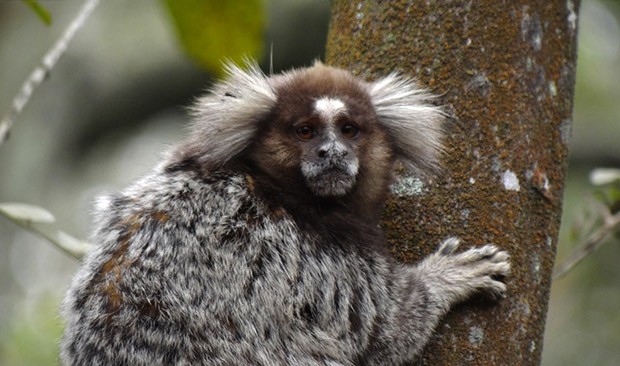 Saguicomum Oupequenodetufobranco Novo Mundo Macaco - Fotografias de stock e  mais imagens de Saguim - iStock