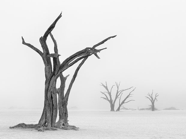 Deadvlei, na Namíbia, só tem neblina algumas vezes por ano e uma dessas foi capturada por Marsel van Oosten (Foto: Marsel van Oosten/www.tpoty.com/BBC)