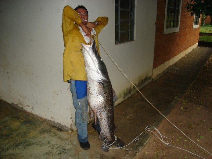 Este surubim foi o recorde do rio (Foto: Divulgação/Phofish) Este surubim foi o recorde do rio (Foto: Divulgação/Phofish)