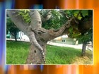Cobra de estimação é deixada em praça e assusta moradores de Assis