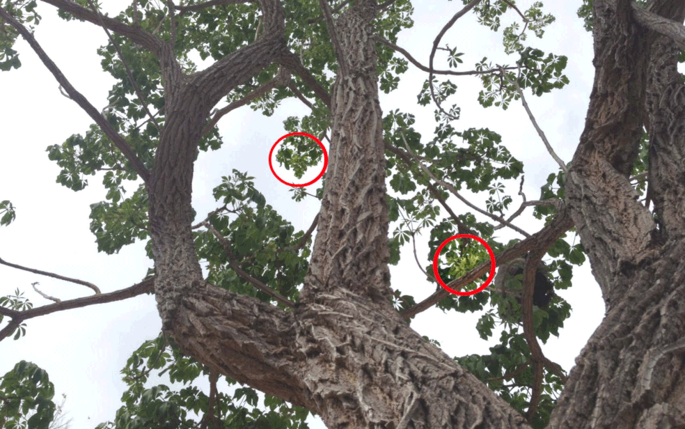 Mudança no padrão de chuvas antecipa floração do ipê-verde no DF; conheça a  árvore | Distrito Federal | G1