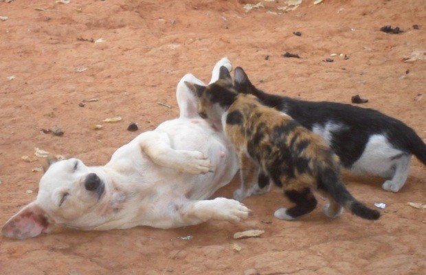 Porque os gatos mudam os filhotes de lugar: CAUSAS e COMO EVITAR