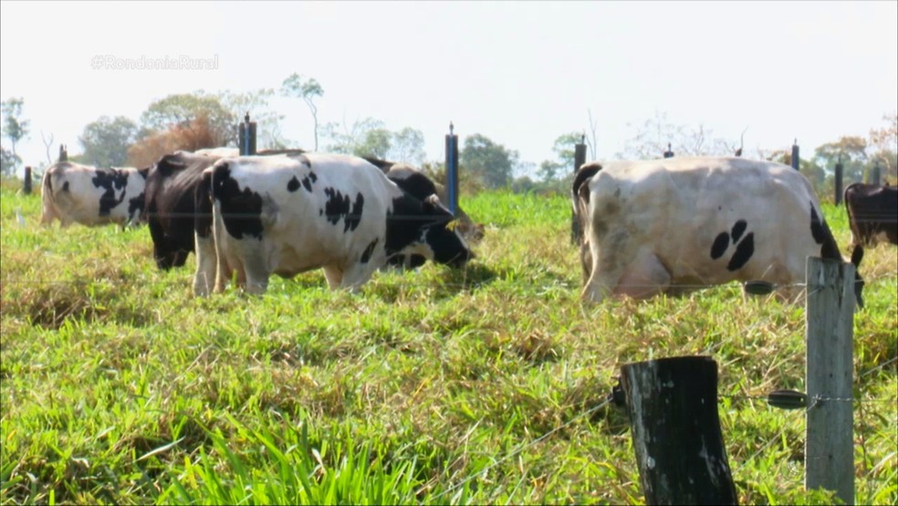 Vacas leiteiras RO — Foto: Reprodução/Rede Amazônica