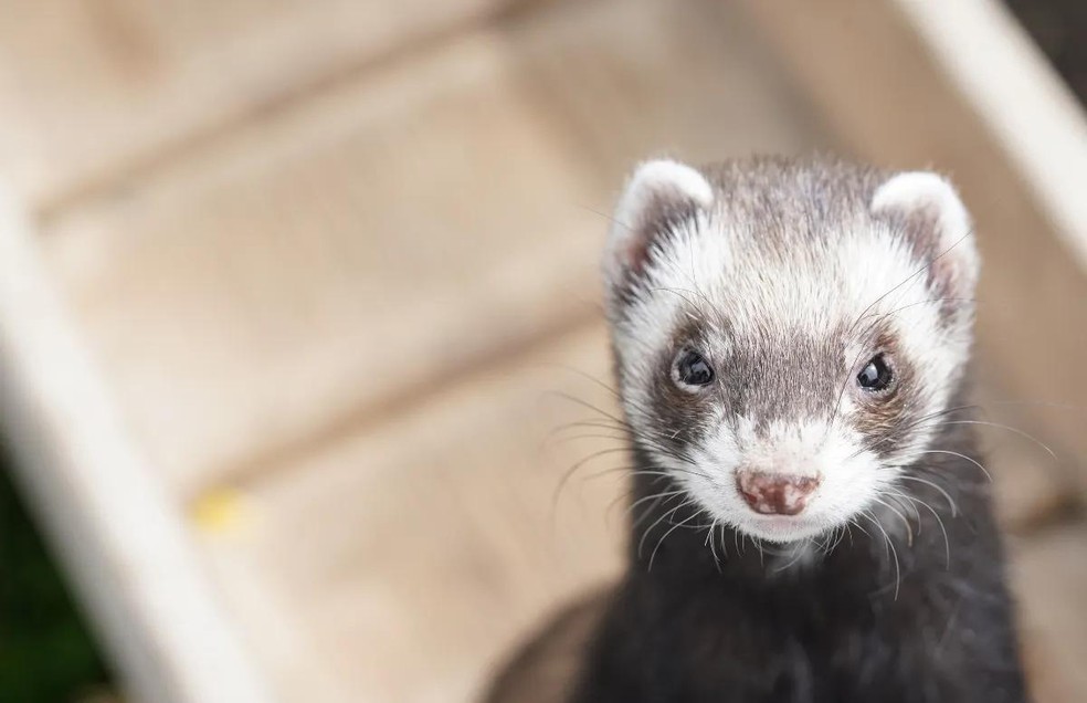 Veja quais são os animais mais apropriados para apartamentos pequenos |  Comportamento | Vida de Bicho