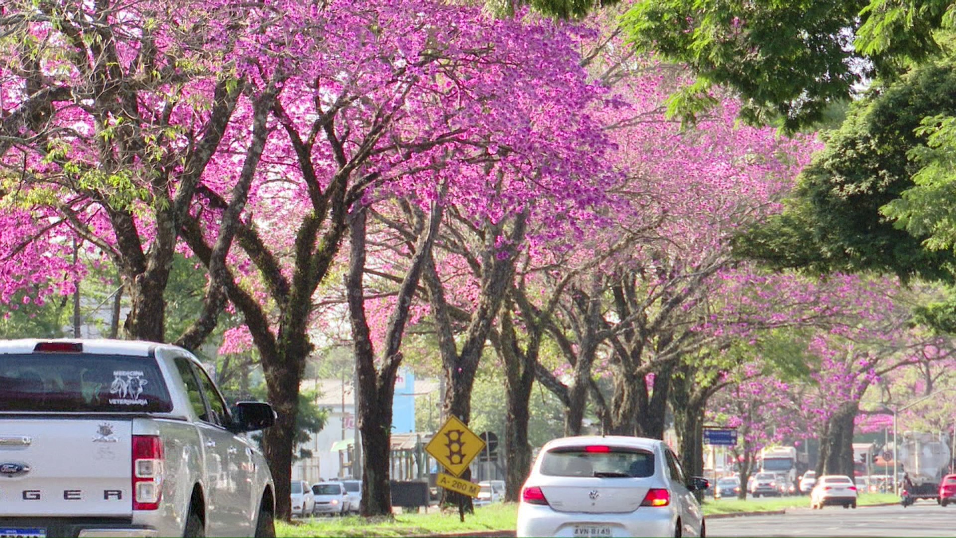 Florada de ipês deixa paisagem de Maringá mais colorida; FOTOS