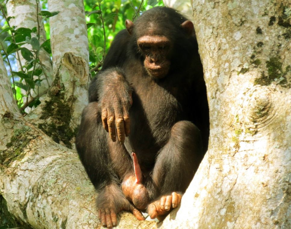 Macaco Chimpanzé Macho