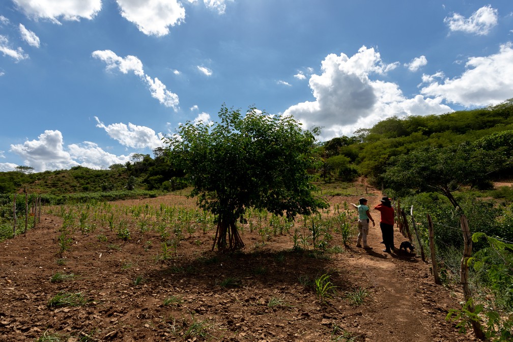 Plantações de pequenos agricultores na região de Jeremoabo, no sertão da Bahia — Foto: Marcelo Brandt/G1