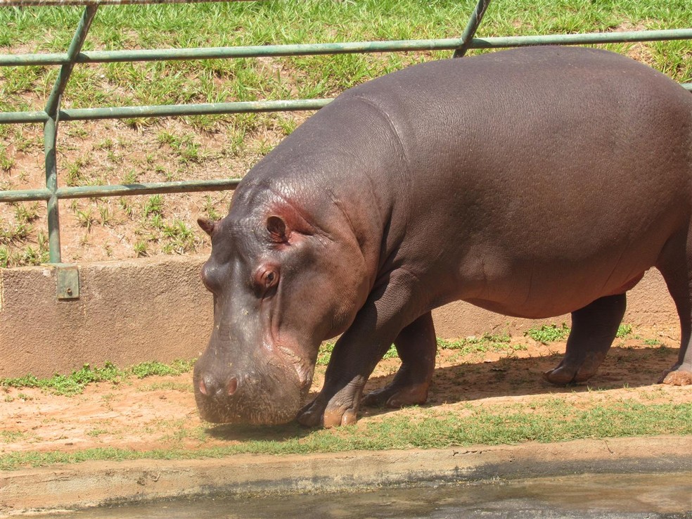 Zoológico da Cidade da Criança funciona de quinta a domingo, das 10h às 16h — Foto: AI/Cidade da Criança