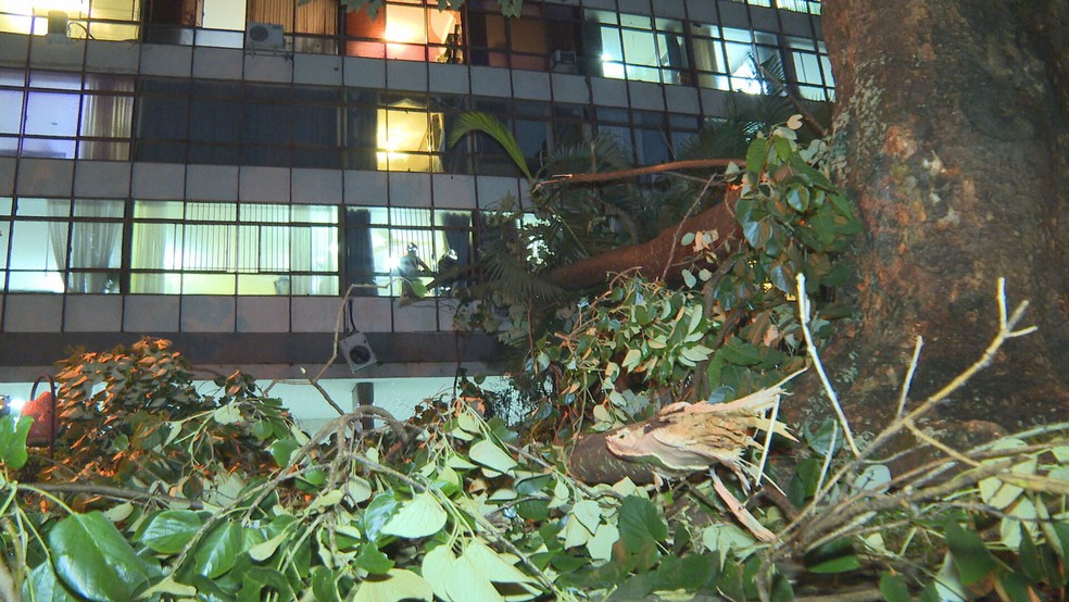Árvore caiu e atingiu apartamento de um prédio na quadra 308 norte, devido à forte chuva desta terça-feira (26) — Foto: TV Globo/Reprodução