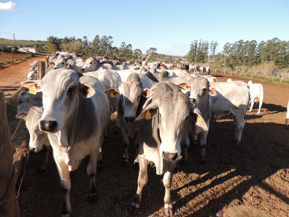 Com recuperação, país poderia ter 17,7 milhões cabeças de gado a mais. — Foto: Divulgação/Embrapa