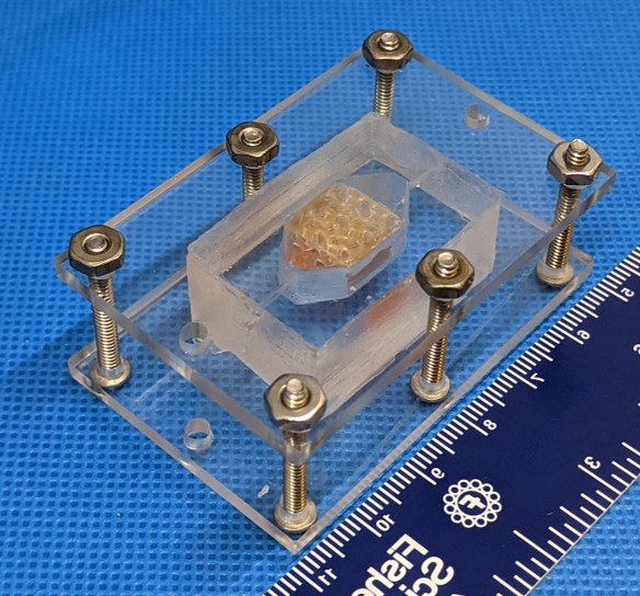Tecidos de fígado humano em cubo criado pela equipe Winston  (Foto: Reprodução/Wake Forest Institute for Regenerative Medicine)