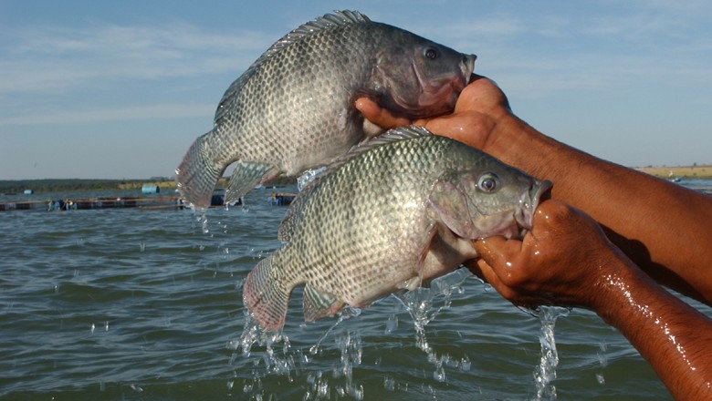 peixe_piscicultura_tilapia (Foto: Ernesto de Souza/Ed. Globo)