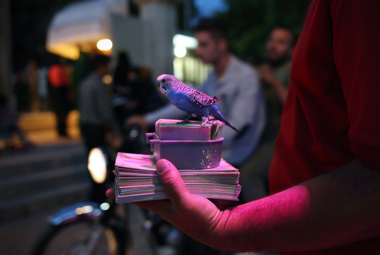 Um periquito espera clientes para escolher um cartão e ler a sorte (Foto: Reprodução)