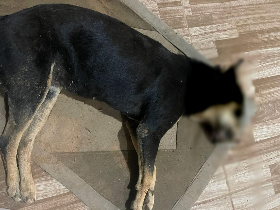 Cachorra não resistiu aos ferimentos  — Foto: Reprodução