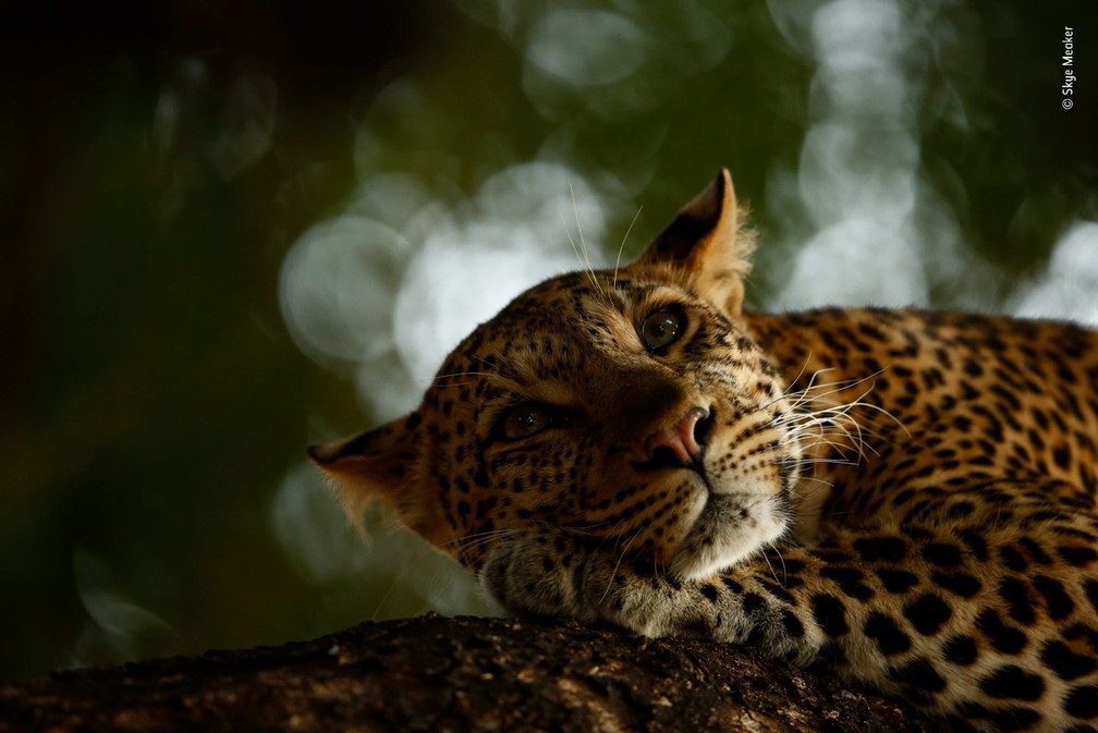 'Lounging Leopard', de Skye Meaker, foto vencedora na categoria Young Wildlife Photographer of the Year 2018 â Foto: Skye Meaker