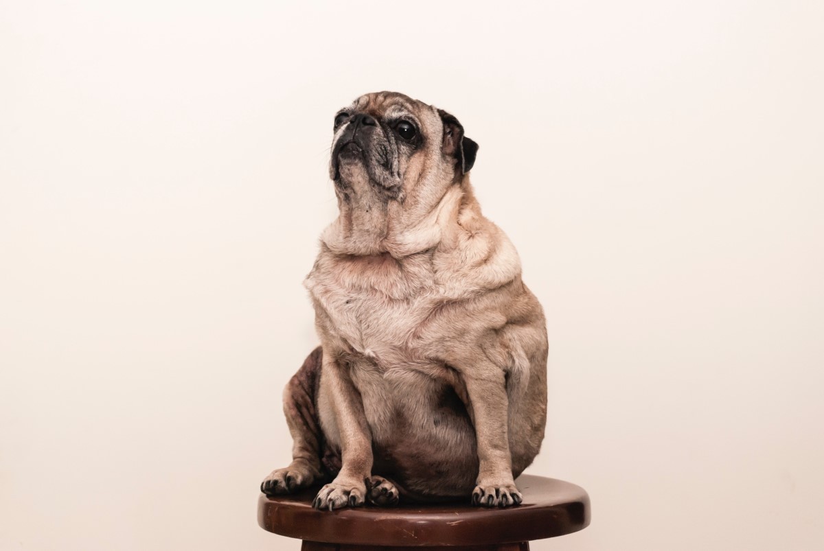 Alguns cães têm predisposição para ter obesidade, como o pug (Foto: Pexels/ Jorge Zapata/ CreativeCommons)