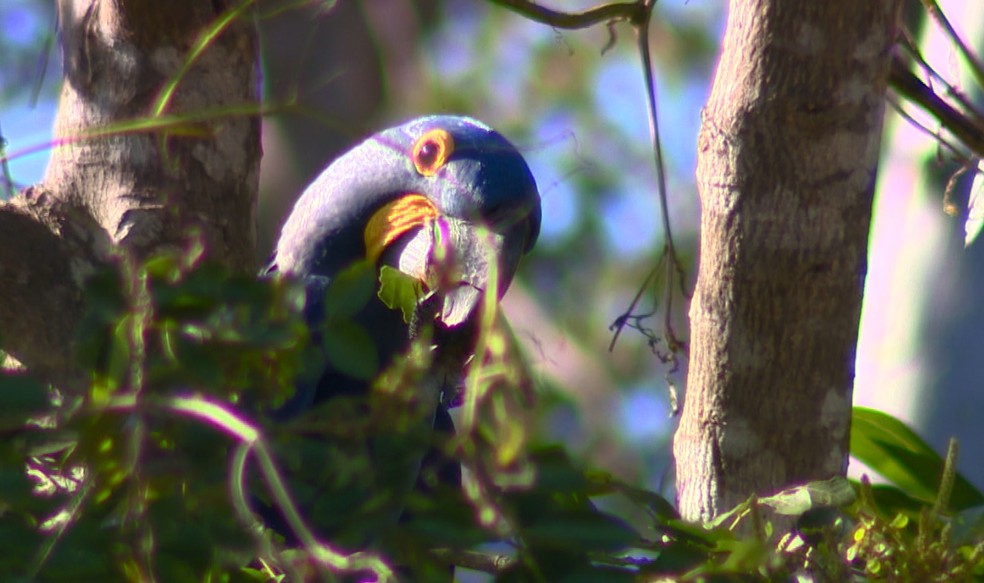 Arara-azul usando a folha de uma árvore, como se fosse um “guardanapo”, para segurar o alimento, no caso, a castanha do acuri — Foto: Márcio de Campos/TG
