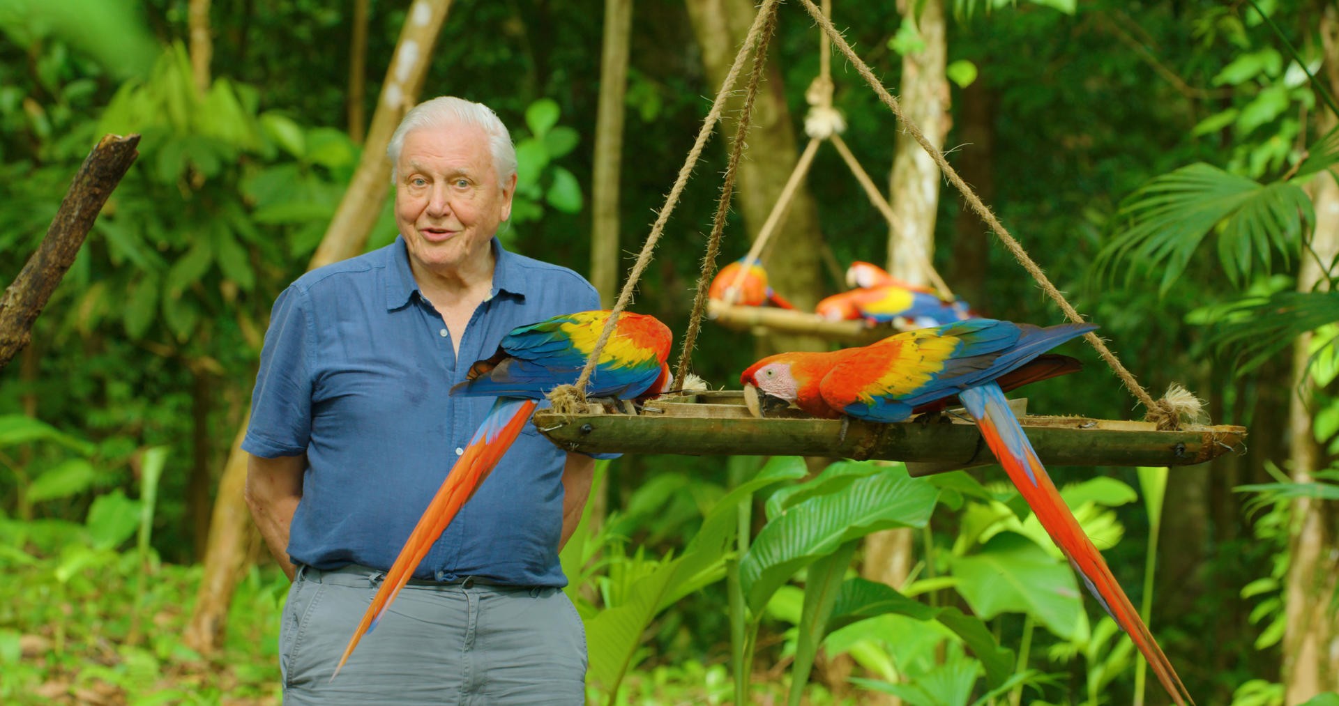 "A Vida em Cores com David Attenborough" traz a importância das cores para a sobrevivência dos animais (Foto: Divulgação)