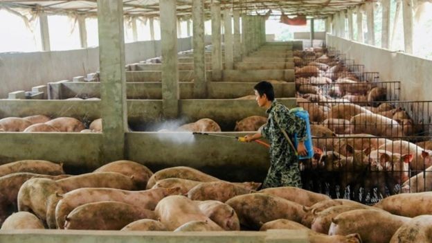 Até 200 milhões de porcos na China podem estar sendo abatidos ou mortos por infecção, estimou o banco holandês Rabobank (Foto: REUTERS/STRINGER/FILE)