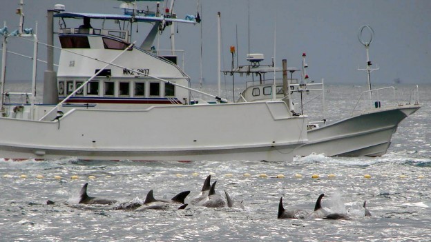 Japão anunciou que terá novo programa de caça a baleias em 2015 (Foto: BBC)