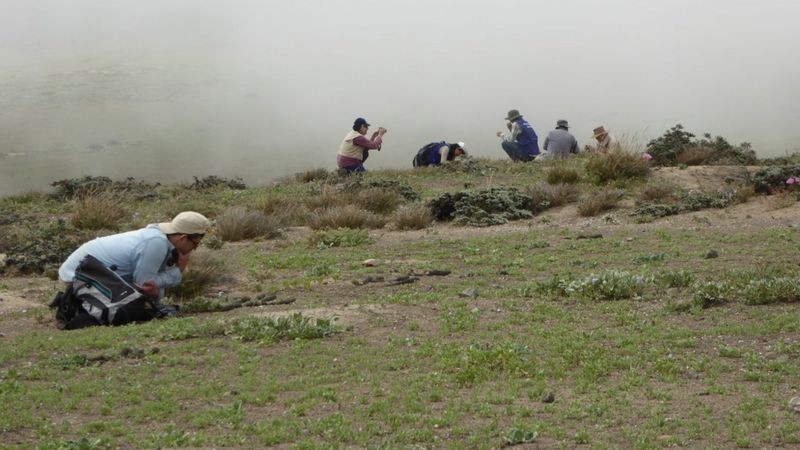 Parte da equipe de pesquisadores estudando os oásis de névoa (Foto: CORTESÍA KEW GARDENS via BBC News)