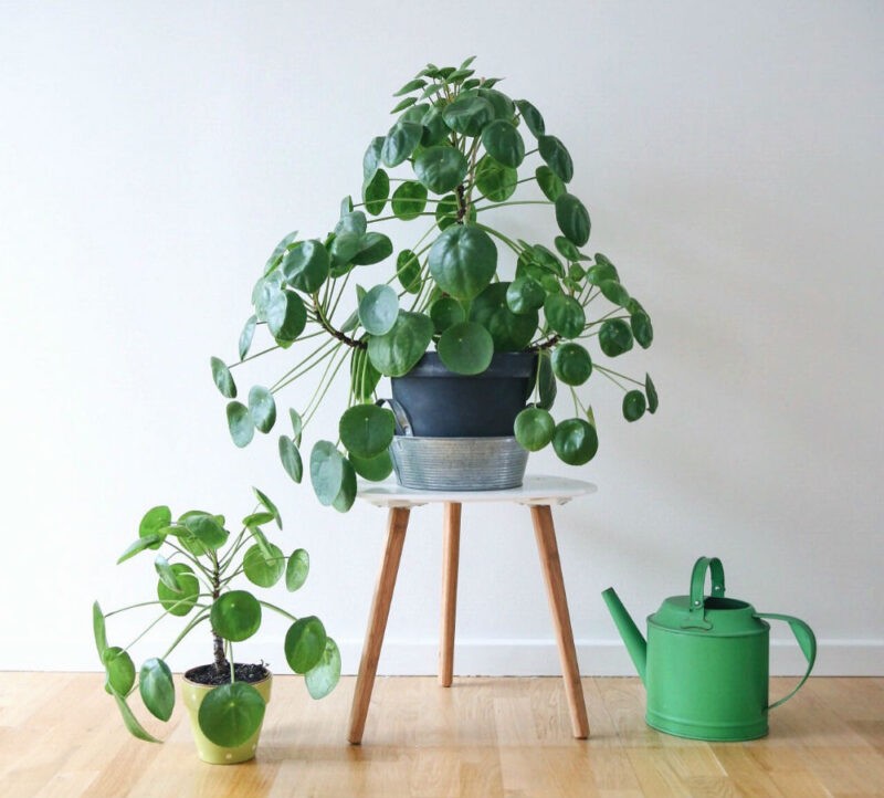 Com folhas verdes circulares, a Pilea peperomioides tem ganhado destaque em projetos de interiores. (Foto: Plantfluence/ Repodução Instagram)