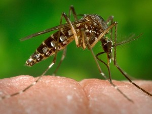 Aedes aegypti, que transmite dengue e chikungunya, também pode transmitir o zika vírus (Foto: CDC-GATHANY/PHANIE/AFP)