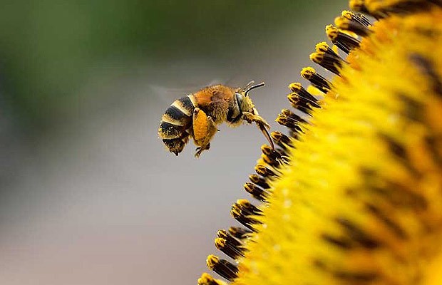 Hunting Nectar, de Putu Sudiarta, é um exemplo de macrofotografia. Uma pequena abelha é clicada bem de perto, no momento em que coleta pólen de uma flor (Foto: Divulgação)