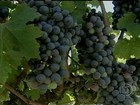 Vinícolas gaúchas apostam em novas áreas para o cultivo de uva