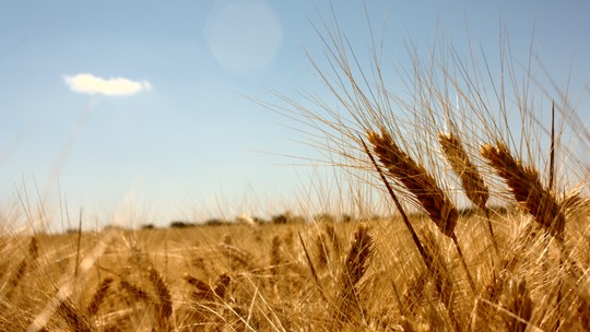 Safra de trigo da Argentina sofre novo corte de produção; entenda