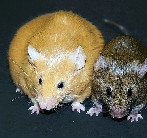 Ratos são clonados a partir de células desidratadas e congeladas pela primeira vez