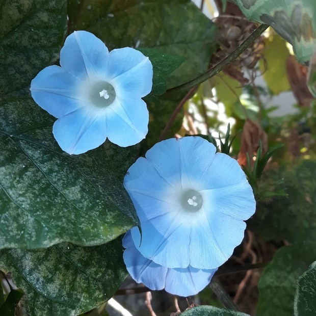 5 trepadeiras para você ter na decoração das áreas externas: ipomeia-azul  (Foto: Reprodução / Instagram/ @gescilenecandida)