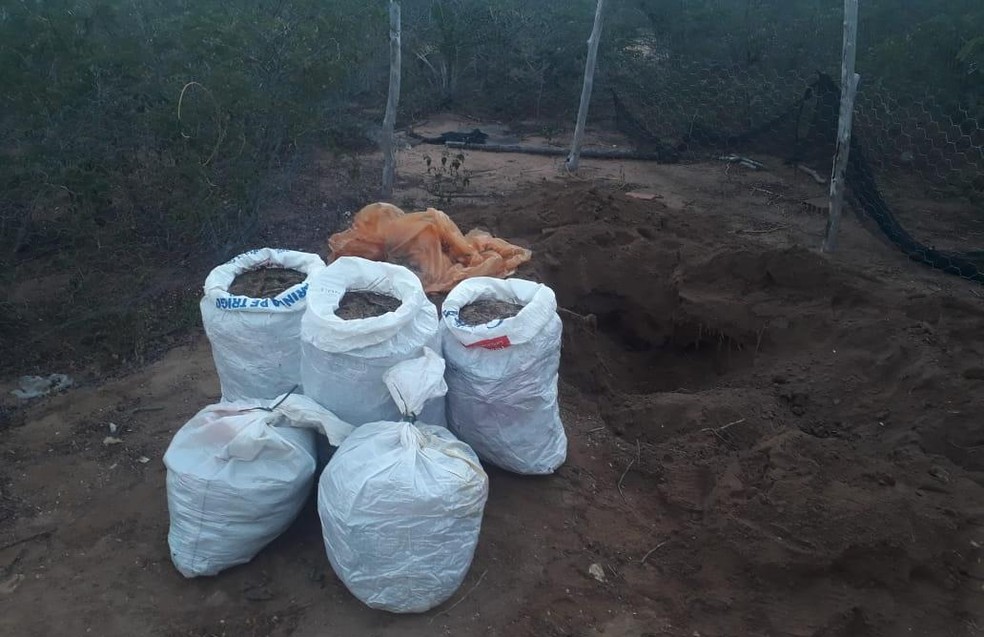 Apreensão ocorreu no mesmo local onde 2 mil pés de maconha haviam sido encontrados, na quarta-feira — Foto: Divulgação/SSP-BA