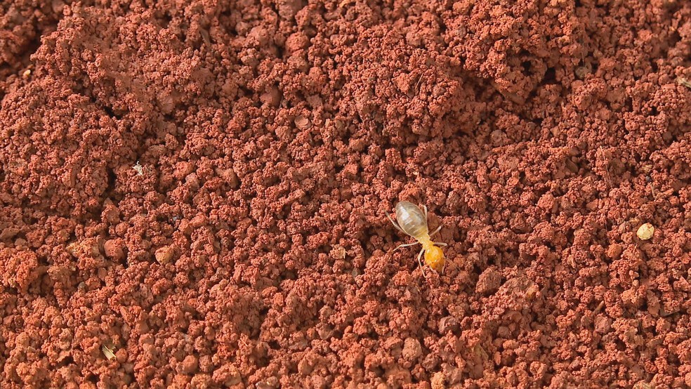 Formiga em formigueiro encontrado em uma área verde da Asa Norte, no DF — Foto: TV Globo/Reprodução