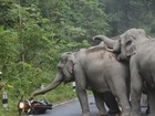 Veja 'susto em motoboy' e mais momentos de fúria de elefantes