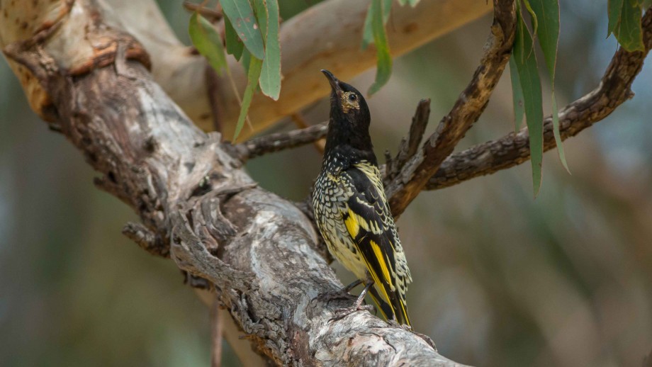 Espécie criticamente ameaçada de pássaro apresenta problemas de comunicação, diz Universidade Nacional da Austrália (Foto: Reprodução/Murray Chambers)