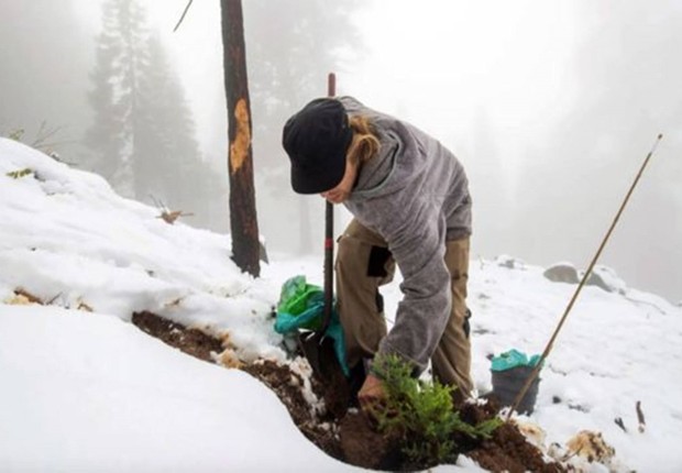 Jesse Ketchum, da organização Archangel Ancient Tree Archive, planta uma sequoia (Foto: GETTY IMAGES (via BBC))