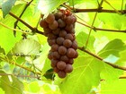 Colheita da uva começa no norte do Rio Grande do Sul
