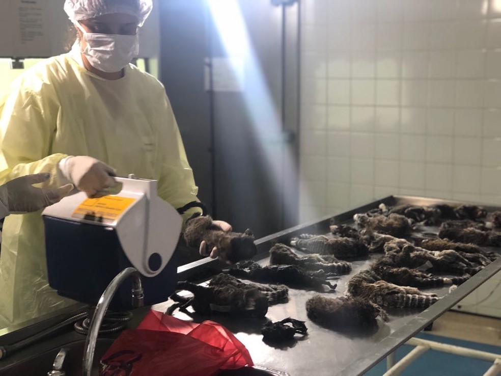Vilões reais da luta contra a febre amarela são os mosquitos  (Foto: Vigilância Sanitária e Controle de Zoonoses do Rio)