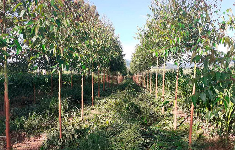 Mudas plantadas em ação de reflorestamento na Zona da Mata  — Foto: IEF/Divulgação 