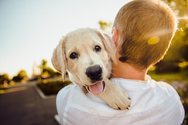 Confira os motivos pelos quais os cachorros são considerados os melhores amigos dos seres humanos (Foto:  Helena Sushitskaya / Pixabay / CreativeCommons)