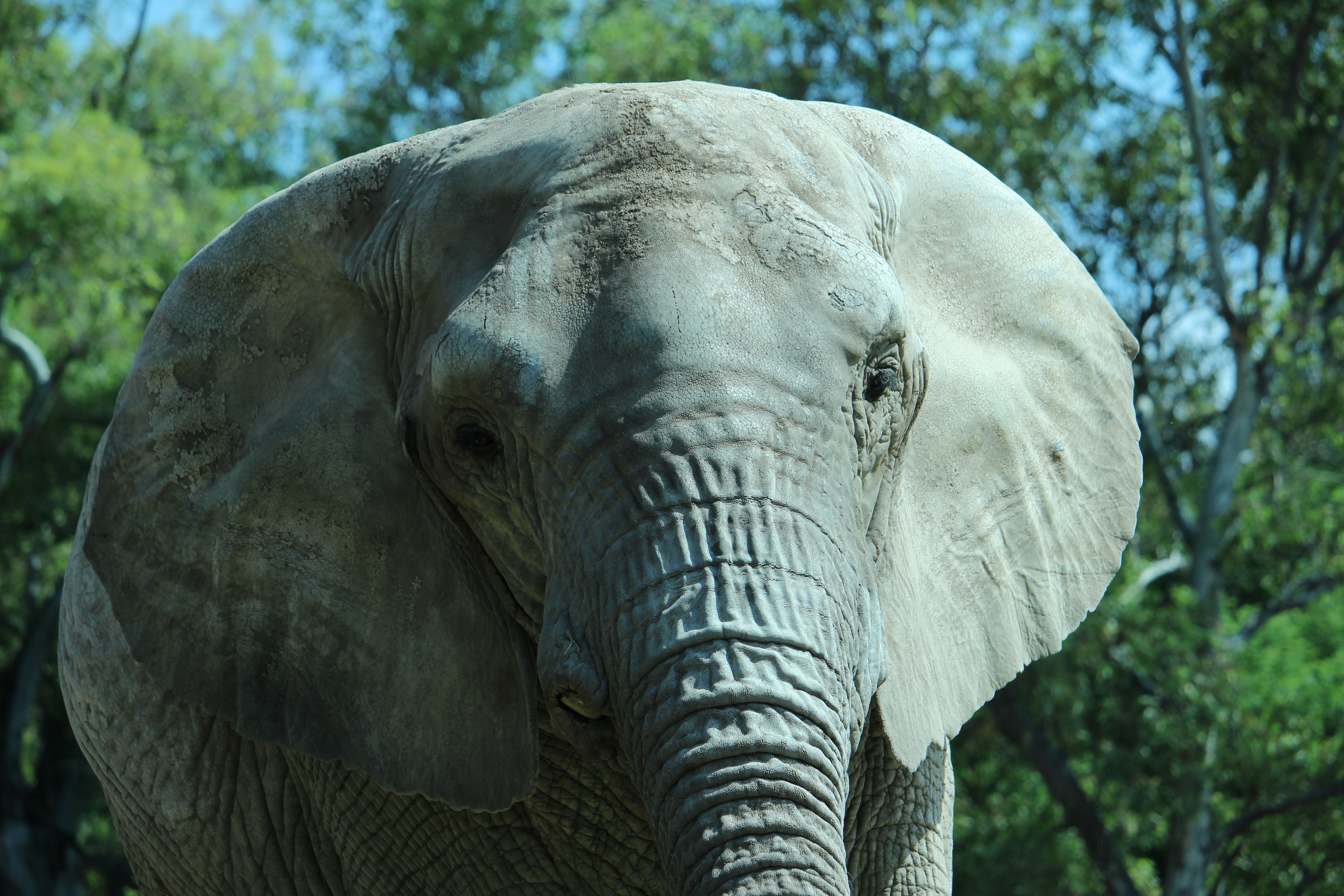 Campanha arrecada fundos para trazer elefante a santuário brasileiro -  Revista Galileu | Sociedade