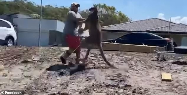 Pai é atacado por canguru no quintal de casa no Natal (Foto: Facebook)