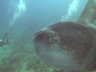 Polonês registra encontro incrível com peixe-lua em mergulho