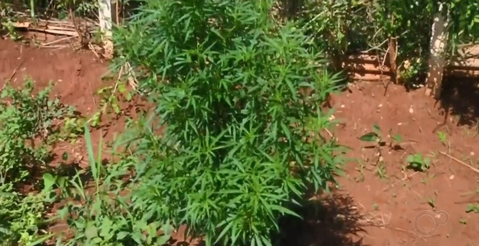 Pé de maconha plantado em chácara em Ilha Solteira — Foto: Reprodução/TV TEM